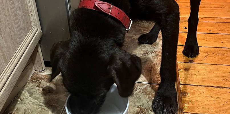 Szukał go cały Wałbrzych. Pies Bari odnaleziony