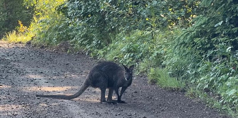 Nie kangur, tylko walabia uciekła z Zoo w Łącznej