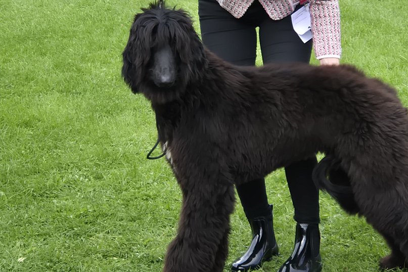 Wystawa Psów Myśliwskich w Dworzysku