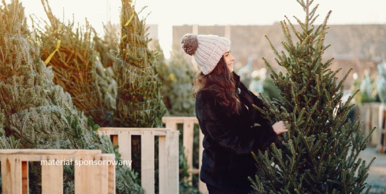 W sklepach sieci Castorama choinki na święta będzie można… wypożyczyć!