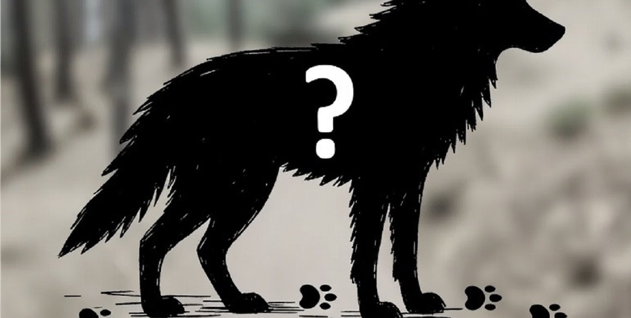 Wałbrzyszanie widują dzikie psy? A może to wilki?