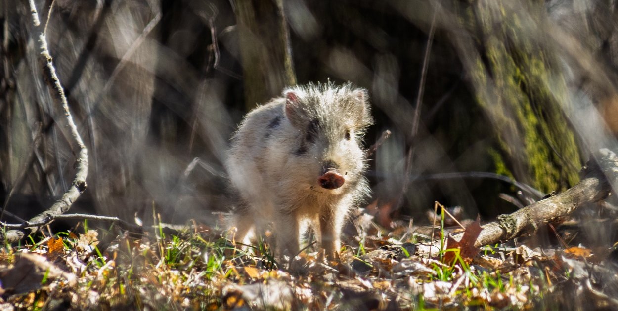 Biały warchlak w Parku Książańskim